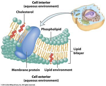 Cell membrane structure with phospholipids and cholesterol