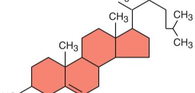 Cholesterol structure