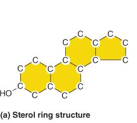 Sterol ring structure