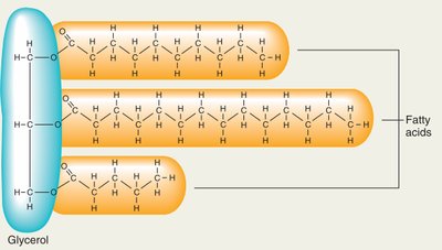 Structure of a triglyceride: glycerol backbone with three fatty acids