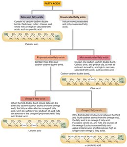 Classification of fatty acids: saturated, monounsaturated, polyunsaturated, omega-3, omega-6