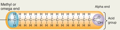 Structure of a saturated fatty acid (palmitic acid)
