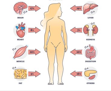 Factors affecting BMR