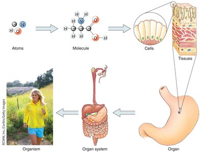 Hierarchy of body structures from atoms to organism