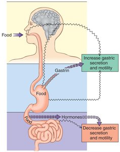Neural and hormonal regulation of gastric secretion and motility