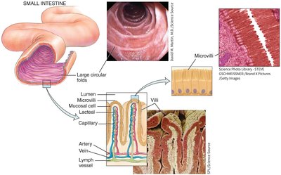 Structure of the small intestine with villi and microvilli