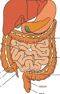 Diagram of the large intestine and associated organs