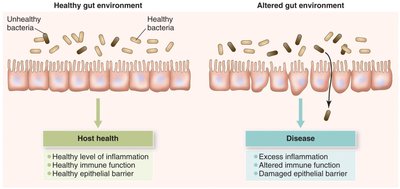 Comparison of healthy and altered gut environments