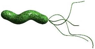Helicobacter pylori bacterium