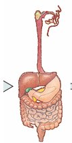Diagram of the digestive system