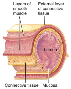 Cross-section of the gut wall showing muscle and connective tissue layers
