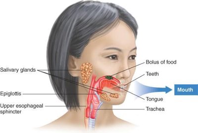 Mouth and salivary glands involved in digestion
