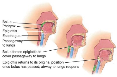 Diagram showing the movement of the bolus and the role of the epiglottis