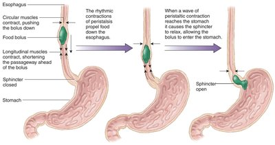 Peristalsis in the esophagus