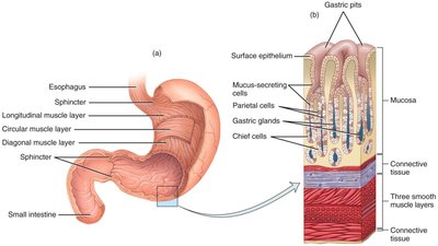 Structure of the stomach and its layers