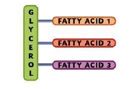 Diagram of a triglyceride structure