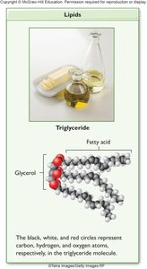 Triglyceride molecule and food sources
