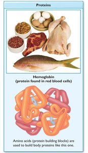 Protein food sources and hemoglobin structure