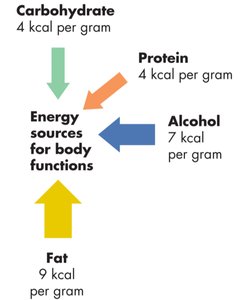 Energy sources for body functions