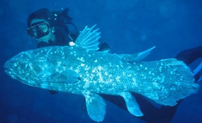 Testable idea example: Is a sparrow's song genetically encoded or learned?