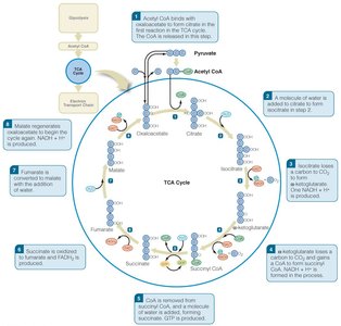 Detailed diagram of the TCA cycle