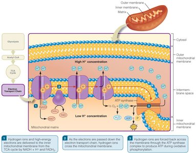 Diagram of the electron transport chain in mitochondria