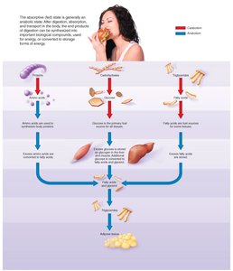 Diagram of metabolism during the postabsorptive state and fasting