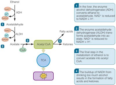 Diagram of alcohol metabolism pathways in the liver