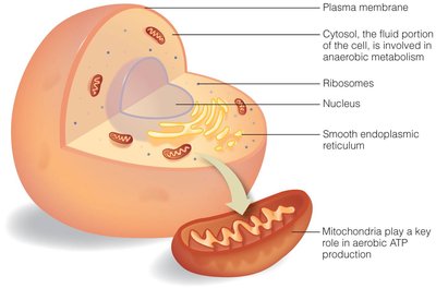 Diagram of a cell showing mitochondria and cytosol as sites of metabolism