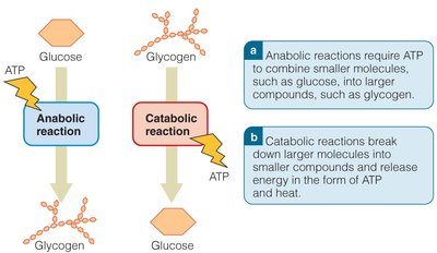 Diagram comparing anabolic and catabolic reactions