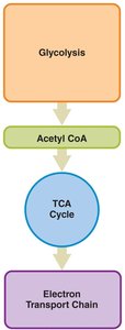 Flowchart of glycolysis, acetyl CoA, TCA cycle, and electron transport chain
