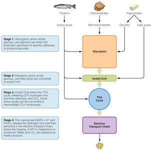 Diagram showing entry points of macronutrients into metabolic pathways
