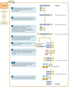 Detailed steps of glycolysis pathway