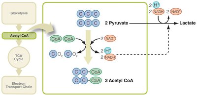Pathways of pyruvate to acetyl CoA and lactate