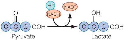 Chemical reaction of pyruvate to lactate