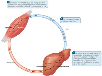 Diagram of the Cori cycle between muscle and liver
