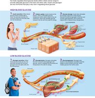 Glucagon regulation of blood glucose