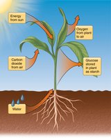 Photosynthesis process in plants