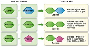 Monosaccharides and disaccharides formation