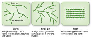 Starch, glycogen, and fiber structures