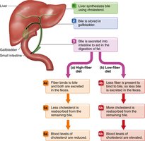 Fiber and cholesterol reduction