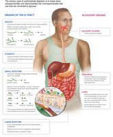 Organs of the GI tract and carbohydrate digestion
