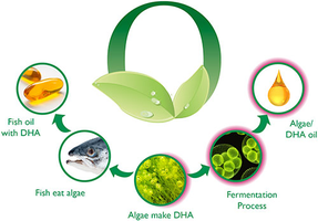 Omega-3 production process