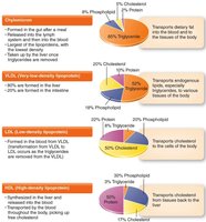 Blood lipid types and functions