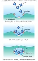 LDL receptor activity diagram