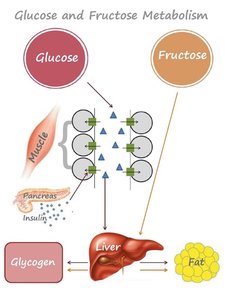 Simple carbohydrates classification answer key