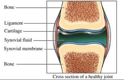 Synovial fluid in a joint