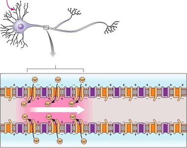 Nerve impulse conduction and ion movement