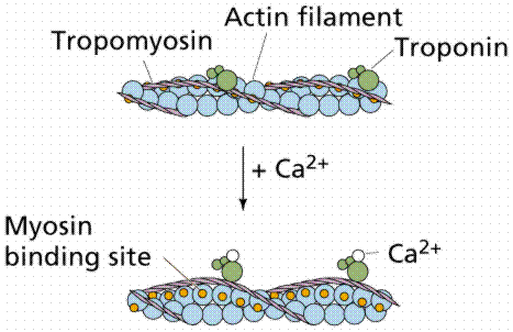 Calcium's role in muscle contraction