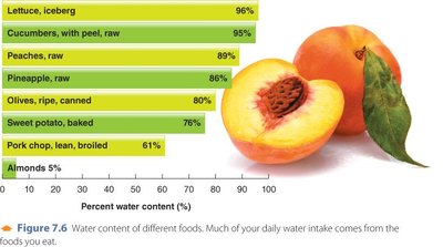 Sources and losses of water in the body